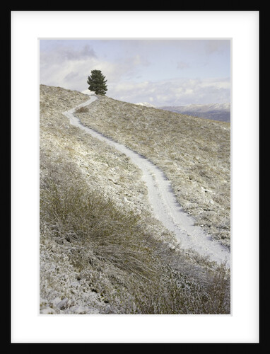 Snowy ranch road and lone tree in Inyo National Forest by Anonymous