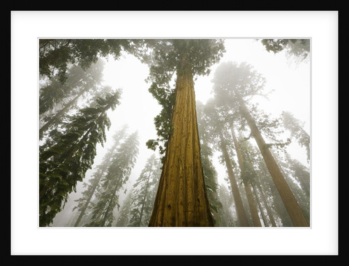 Giant Sequoia trees in snow and fog in Sequoia National Park by Anonymous