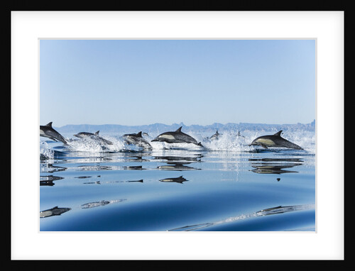 Common dolphin (delphinus delphis) Gulf of California Mexico. by Anonymous
