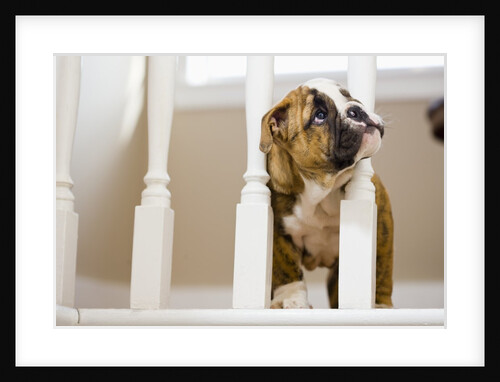 Bulldog puppy with head between balusters by Anonymous