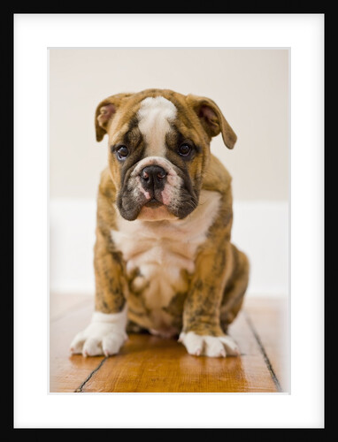 Bulldog puppy by Anonymous