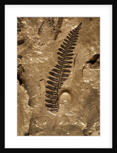 Fossil fern found in the Vermillion Grove Coal Mine in Illinois by Anonymous