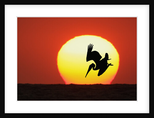 Brown Pelican Diving in Front of Setting Sun by Anonymous