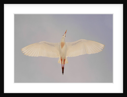 Cattle egret by Anonymous