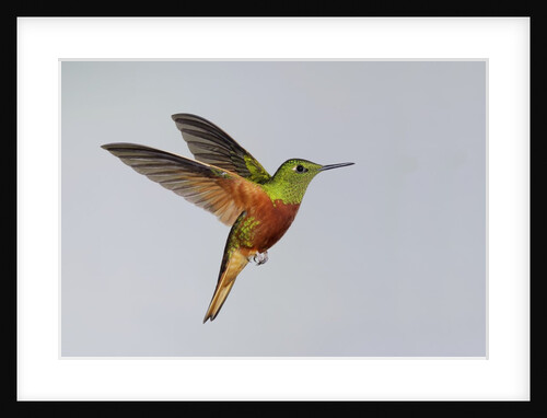 Chestnut-breasted Coronet in Flight by Anonymous
