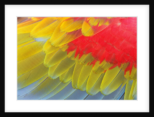 Feathers of a Scarlet Macaw by Anonymous