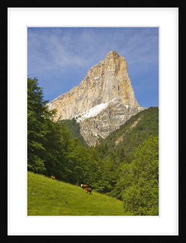 Cattle grazing at the foot of Mont Aiguille by Anonymous
