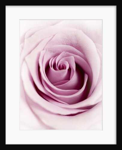 Pink Rose by Anonymous