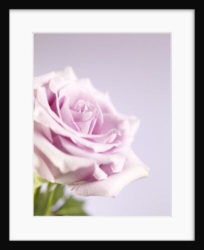 Pink Rose by Anonymous