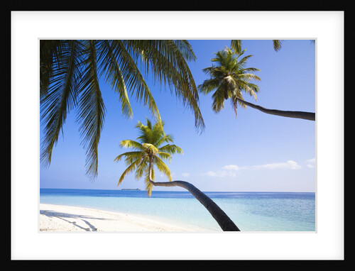 Coconut palm trees shading the beach and lagoon by Anonymous
