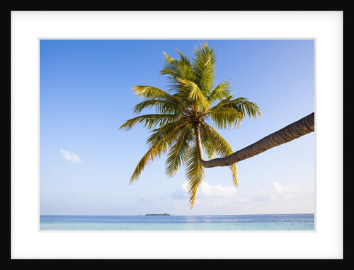 Coconut palm tree by the lagoon by Anonymous