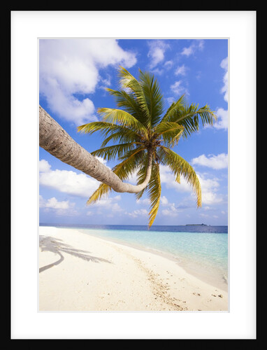 Coconut palm tree by the beach and lagoon by Anonymous