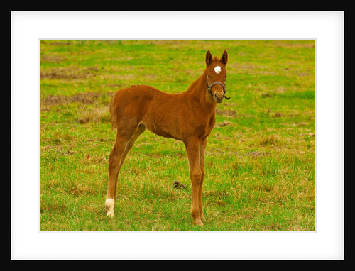 Thoroughbred foal at Stonestreet Farms by Anonymous