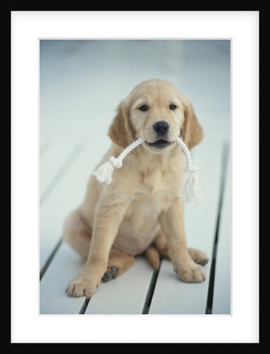 Golden Retriever with Rope in Mouth by Anonymous