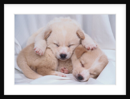 Studio Shot of Two Puppies Sleeping by Anonymous