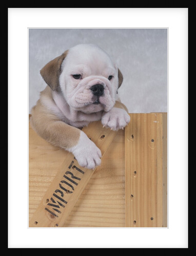 Bulldog in Wooden Box by Anonymous