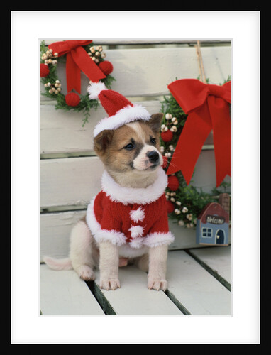 Dog Dressed Up as Santa Claus by Anonymous