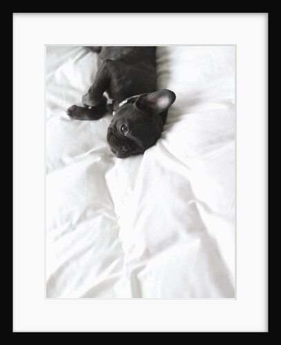 French Bulldog Lying on Bed by Anonymous