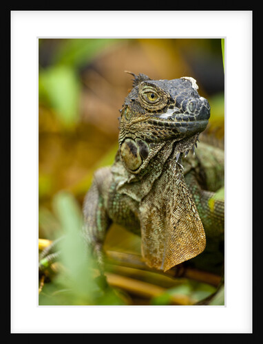 Green Iguana, Costa Rica by Anonymous
