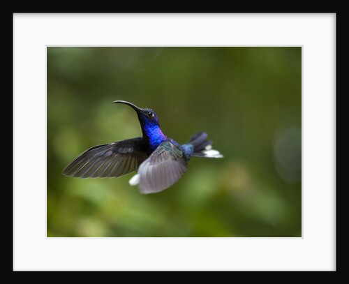 Violet Sabrewing Hummingbird in Flight by Anonymous