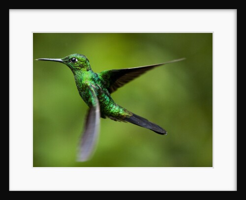 Steely-Vented Hummingbird in Flight by Anonymous