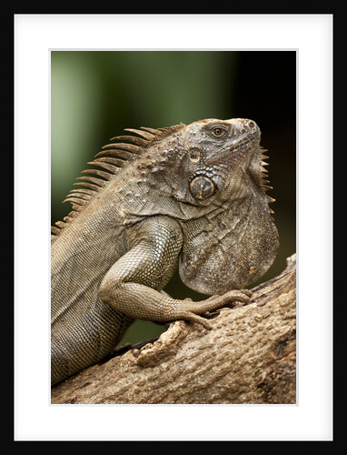 Green Iguana, Costa Rica by Anonymous
