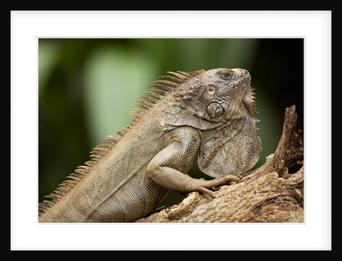 Green Iguana, Costa Rica by Anonymous