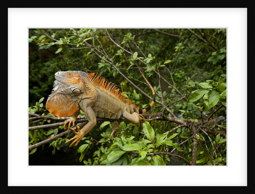 Green Iguana in a Tree in Costa Rica by Anonymous