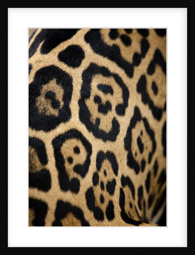 Captive Jaguar at Las Pumas Rescue Shelter by Anonymous
