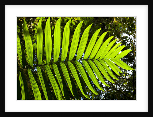 Lush Vegetation of Forest Floor at the Los Angeles Cloud Forest Reserve by Anonymous