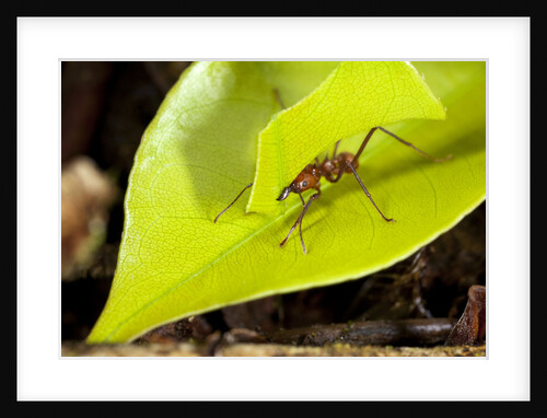 Leaf Cutter Ant in Costa Rica by Anonymous