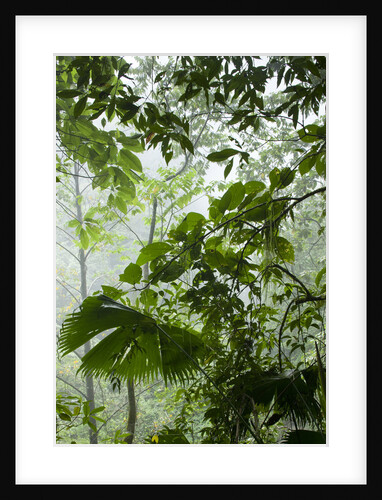 Rainforest Along Fortuna River by Anonymous