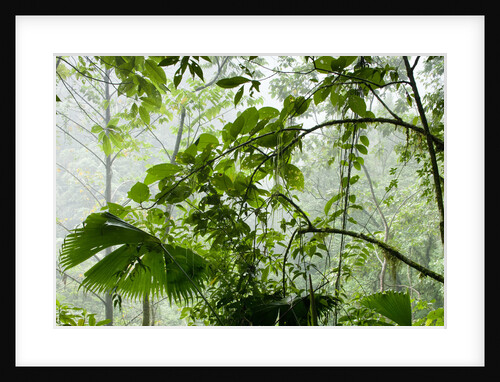 Rainforest Along Fortuna River by Anonymous