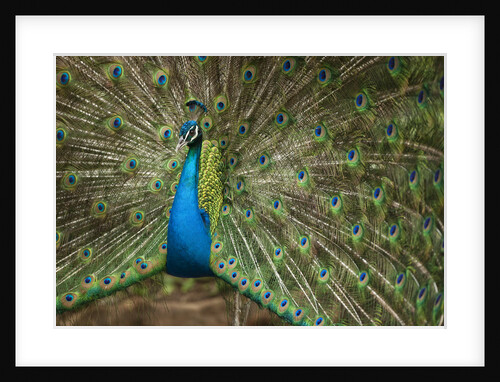 Male Indian Peacock in Costa Rica by Anonymous