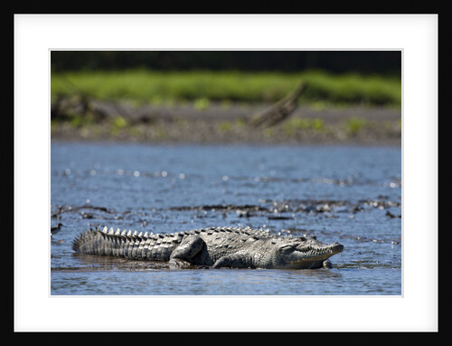 American Crocodile in the Rio Tarcoles River by Anonymous