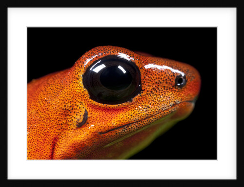 Strawberry Poison Dart Frog in Costa Rica by Anonymous
