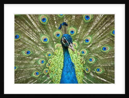 Male Indian Peacock in Costa Rica by Anonymous