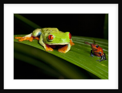 Rainforest Frogs in Costa Rica by Anonymous