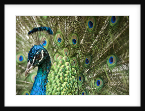 Male Indian Peacock in Costa Rica by Anonymous