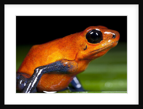 Strawberry Poison Dart Frog in Costa Rica by Anonymous
