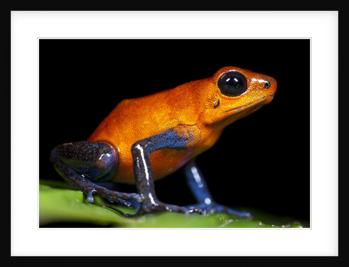 Strawberry Poison Dart Frog in Costa Rica by Anonymous