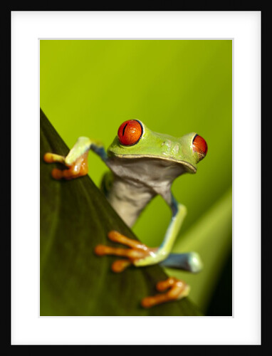 Tree Frog in Costa Rica by Anonymous