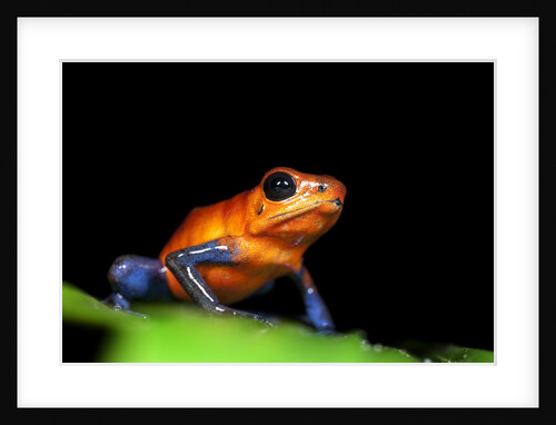 Strawberry Poison Dart Frog in Costa Rica by Anonymous