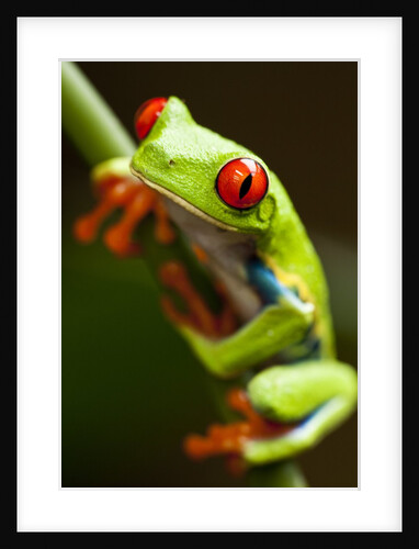 Red-eyed tree frog on stem by Anonymous