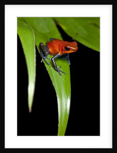Strawberry Poison Dart Frog in Costa Rica by Anonymous