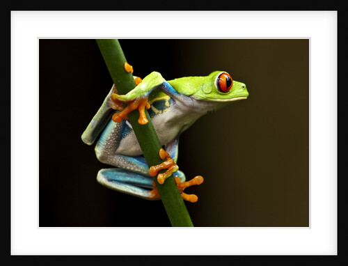 Red-Eyed Tree Frog in Costa Rica by Anonymous
