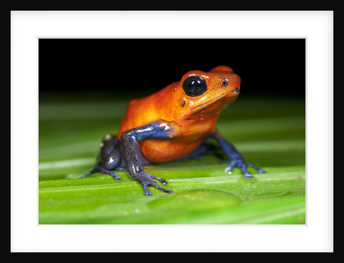 Strawberry Poison Dart Frog in Costa Rica by Anonymous