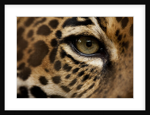 Captive Jaguar at Las Pumas Rescue Shelter by Anonymous