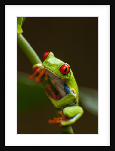 Red-Eyed Tree Frog in Costa Rica by Anonymous