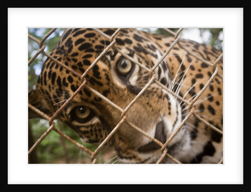 Jaguar in Costa Rica by Anonymous